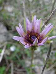 Tragopogon eriospermus