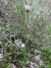 Tragopogon eriospermus