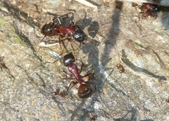 Camponotus ligniperda