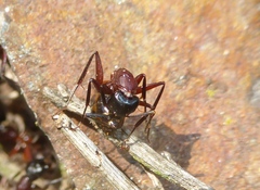 Camponotus ligniperda