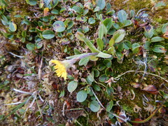 Tephroseris integrifolia atropurpurea