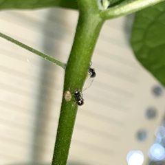 Dolichoderus thoracicus