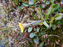 Tephroseris integrifolia atropurpurea