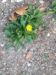 Hypochaeris radicata