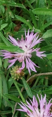 Centaurea aspera