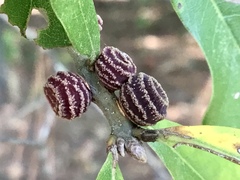 Kokkocynips difficilis