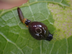 Chrysomelidae