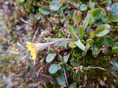 Tephroseris integrifolia atropurpurea