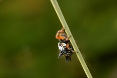 Austracantha minax