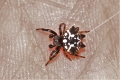 Austracantha minax