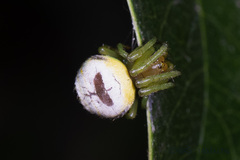 Bijoaraneus mitificus