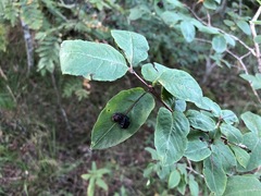 Lonicera nigra