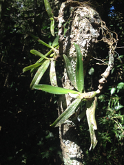 Angraecum compactum image