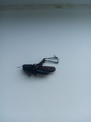 Psophus stridulus