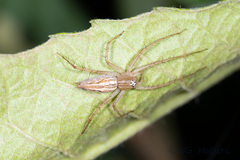 Oxyopes sertatus