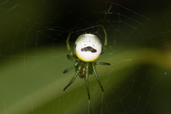 Bijoaraneus mitificus