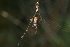 Trichonephila edulis