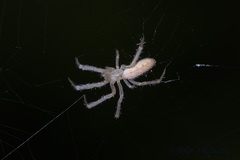 Larinia
