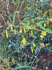 Sesbania vesicaria