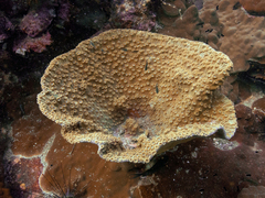 Duncanopsammia peltata