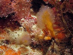Aplidium punctum