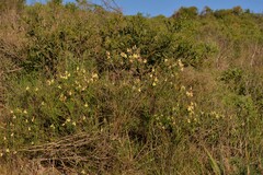 Lechenaultia linarioides