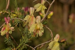 Lechenaultia linarioides