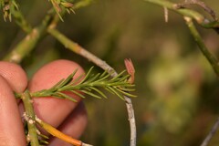Lechenaultia linarioides