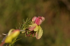 Lechenaultia linarioides
