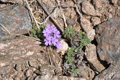 Glandularia mendocina