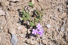 Glandularia mendocina