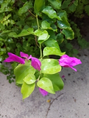 Bougainvillea glabra
