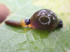 Chrysomelidae