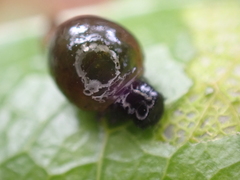 Chrysomelidae