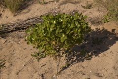 Scaevola crassifolia