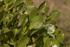 Scaevola crassifolia