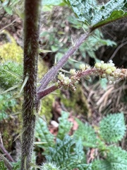 Girardinia diversifolia