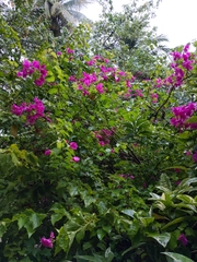 Bougainvillea glabra