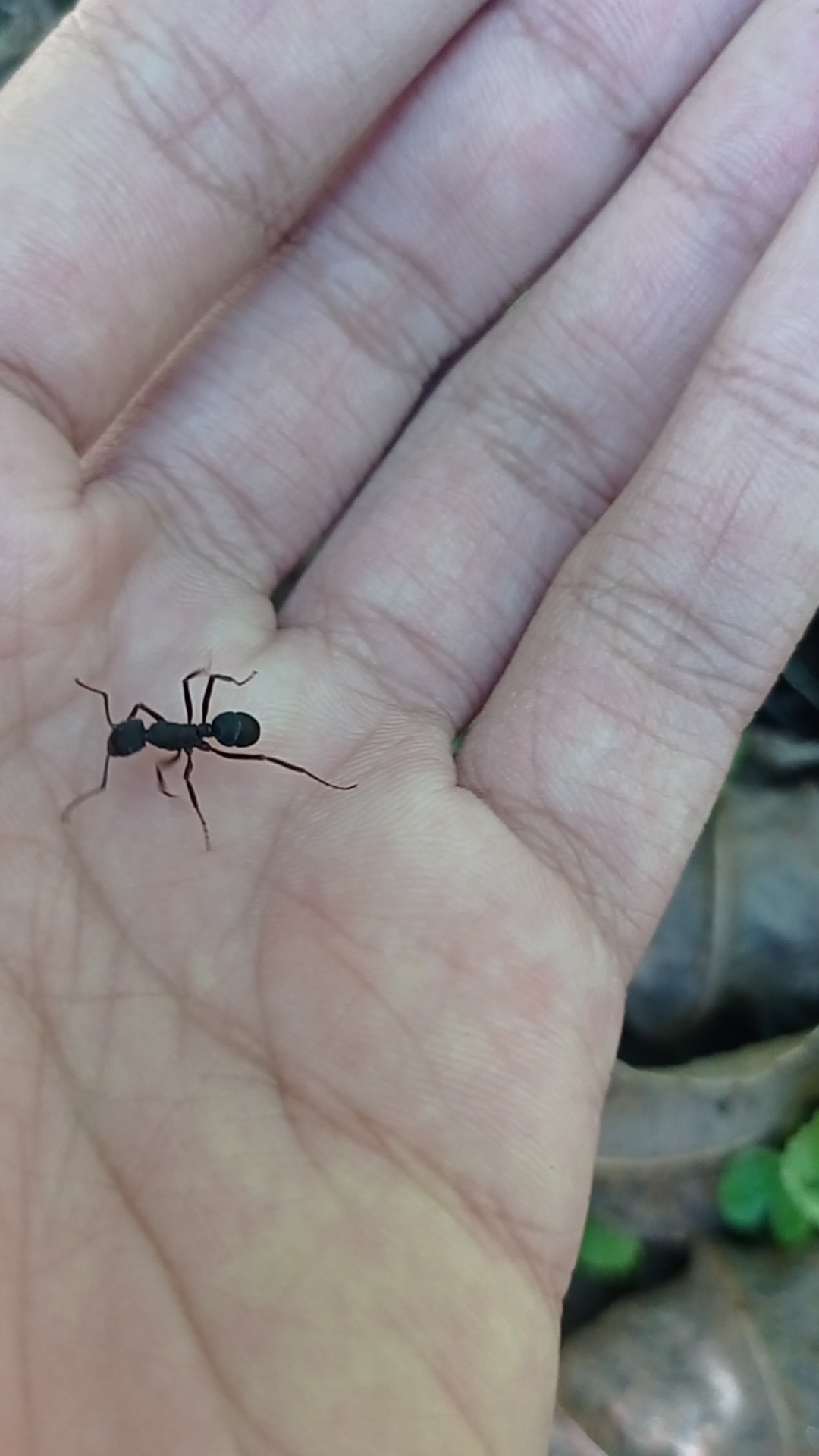 Rhytidoponera hanieli