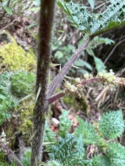 Girardinia diversifolia