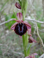 Ophrys sphegodes spruneri