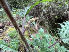 Girardinia diversifolia