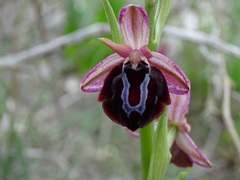 Ophrys sphegodes spruneri