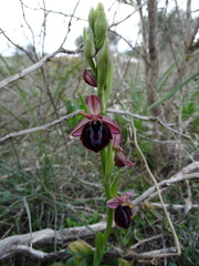 Ophrys sphegodes spruneri