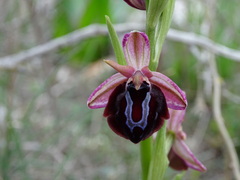 Ophrys sphegodes spruneri