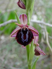Ophrys sphegodes spruneri
