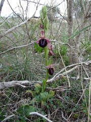 Ophrys sphegodes spruneri