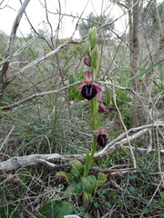Ophrys sphegodes spruneri