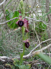 Ophrys sphegodes spruneri