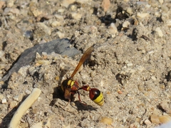 Delta unguiculatum